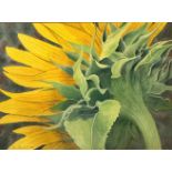 David Hayward, Sunflower, watercolour, signed bottom left and dated '88, inscribed verso, gilt