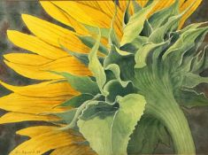 David Hayward, Sunflower, watercolour, signed bottom left and dated '88, inscribed verso, gilt
