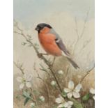 •Attributed to Winifred Marie Louise Austen (1876-1964), Bullfinch, watercolour, titled and