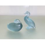 Lalique: two frosted blue glass models of ducks, one resting, the other standing, each with