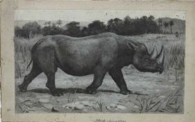 Harry Dixon (1861-1942), oil on card, 'Black Rhino'