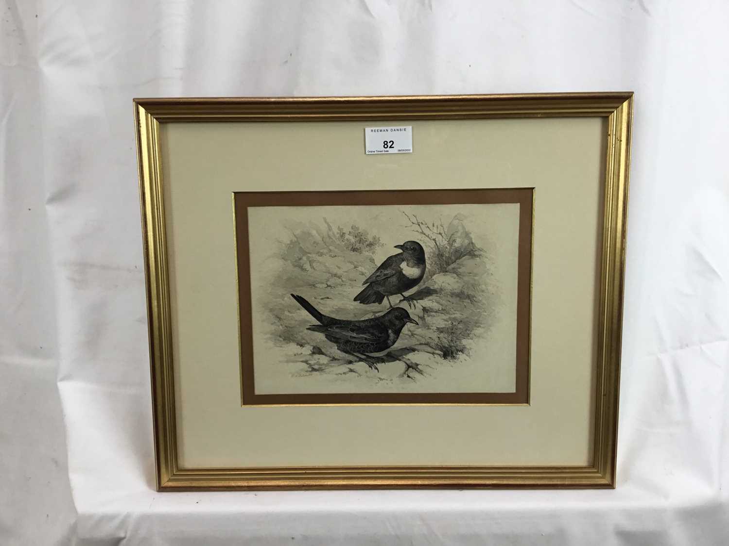 Philip Henry Delanotte - pencil and wash, The Ring Ouzel - Image 4 of 6