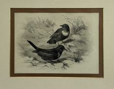 Philip Henry Delanotte - pencil and wash, The Ring Ouzel