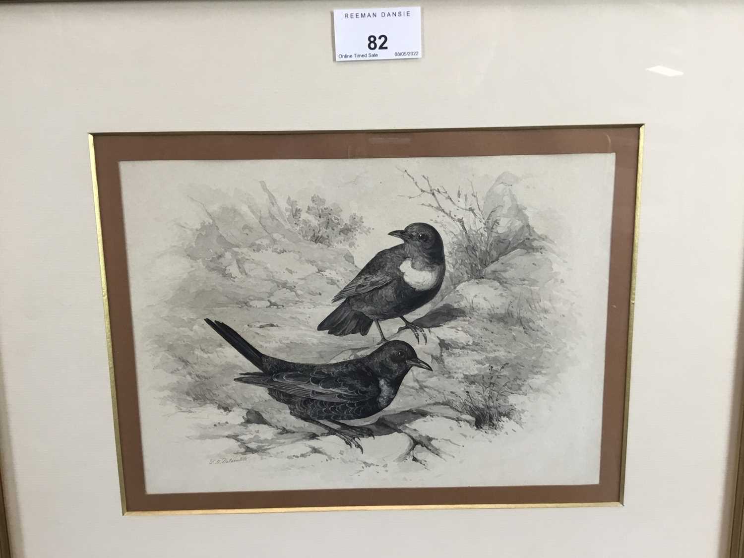 Philip Henry Delanotte - pencil and wash, The Ring Ouzel - Image 2 of 6