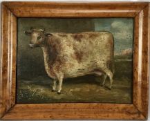 English School, oil on panel - a prize cow, in maple veneered frame