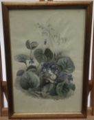 Unusual set of four pencil and watercolour pictures of flower fairies, probably Edwardian, framed