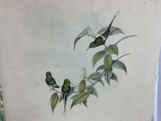 Two 19th century lithographic prints after J Gould - 'Adelomyia Floriceps' 28cm x 49cm and 'Goulding