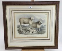 19th century coloured lithograph - The Ryeland Breed, 28cm x 36cm, in decorative mount and frame