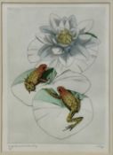 20th century English School signed limited edition coloured etching - Rugh Skinned Poison Arrow Frog