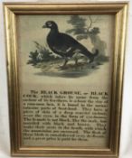 Early 19th century coloured print on thick weave paper. "The Black Grouse".