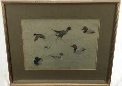 Patrick Edward Phillips (1907-1976) pencil and watercolour sketches of wildfowl, signed and inscribe