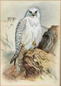 After Archibald Thorburn, watercolour, bearing signature and dated 1914