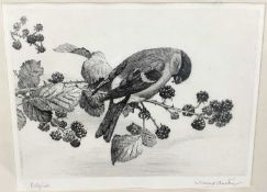 Winifred Austen 1876-1864 etching - Bullfinch, signed in pencil, 19cm x 15cm
