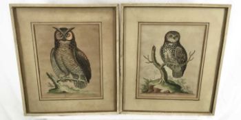 George Edwards (1694-1773) pair of hand coloured engravings, Little Owl, published 1753, 24 x 19cm,