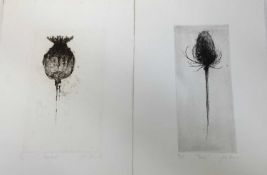 Pair of contemporary English School signed limited edition etchings - Teasel and Poppy head, indisti