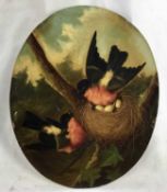 Michaelangelo Meucci (1840-1890) oval oil on panel - Bullfinches, 21.5cm x 26.5cm, signed, gallery l