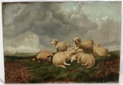 J. Clark oil on canvas - sheep, signed, 51cm x 35cm unframed