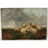 J. Clark oil on canvas - sheep, signed, 51cm x 35cm unframed