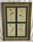 Two framed displays of 19th century hand coloured botanical engravings, four to each frame, in decor
