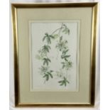Judy Garett, watercolour - Passion flower, signed and dated '94, 28cm x 42cm, mounted in glazed gilt