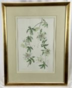 Judy Garett, watercolour - Passion flower, signed and dated '94, 28cm x 42cm, mounted in glazed gilt