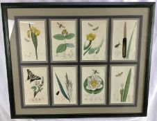 Two framed displays of 19th hand coloured botanical engravings, eight to each frame, 62cm x 76cm