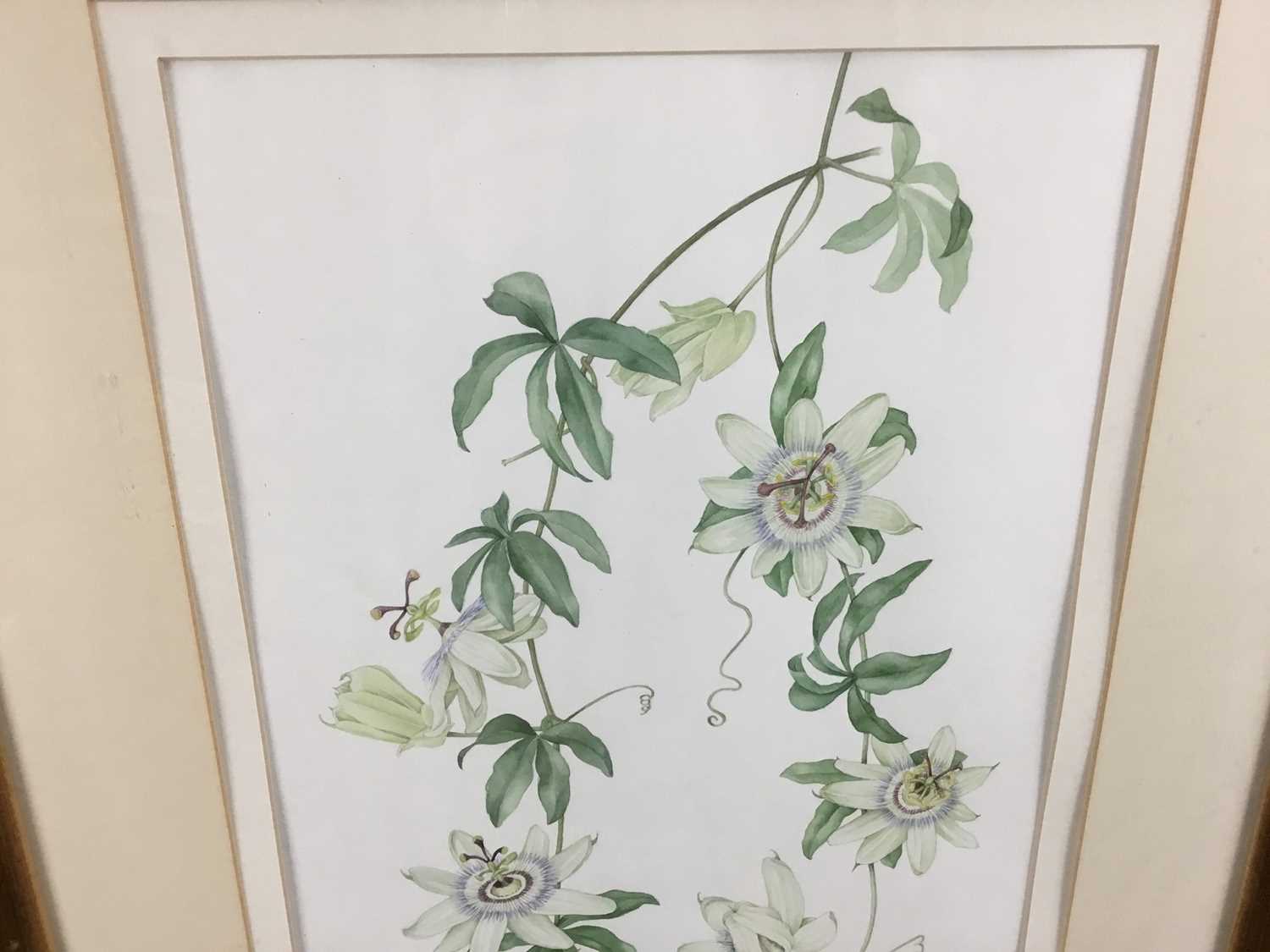 Judy Garett, watercolour - Passion flower, signed and dated '94, 28cm x 42cm, mounted in glazed gilt - Image 3 of 5