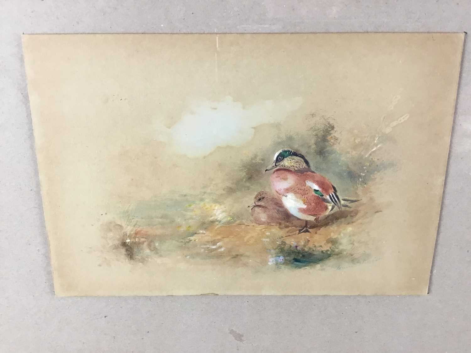 James Stinton (1870-1961) Royal Worcester Artist, two watercolours in a single frame, ducks and phea - Image 2 of 5