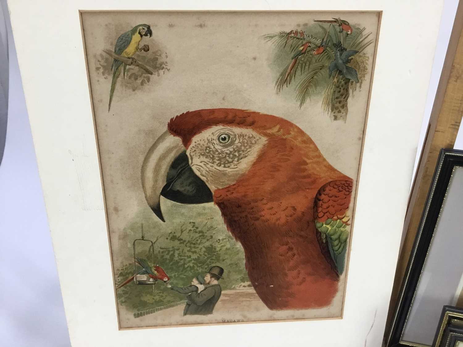 Two framed Victorian Baxter prints, an unframed antique print of Macaws and another framed Black Wat - Image 7 of 7