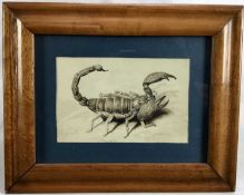 19th century watercolour depicting a scorpion, 15cm x 10cm, in glazed wooden frame