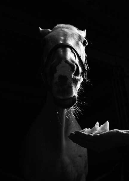 Jayne Odell black and white photographic print, 'But first… apple', 114cm x 160cm