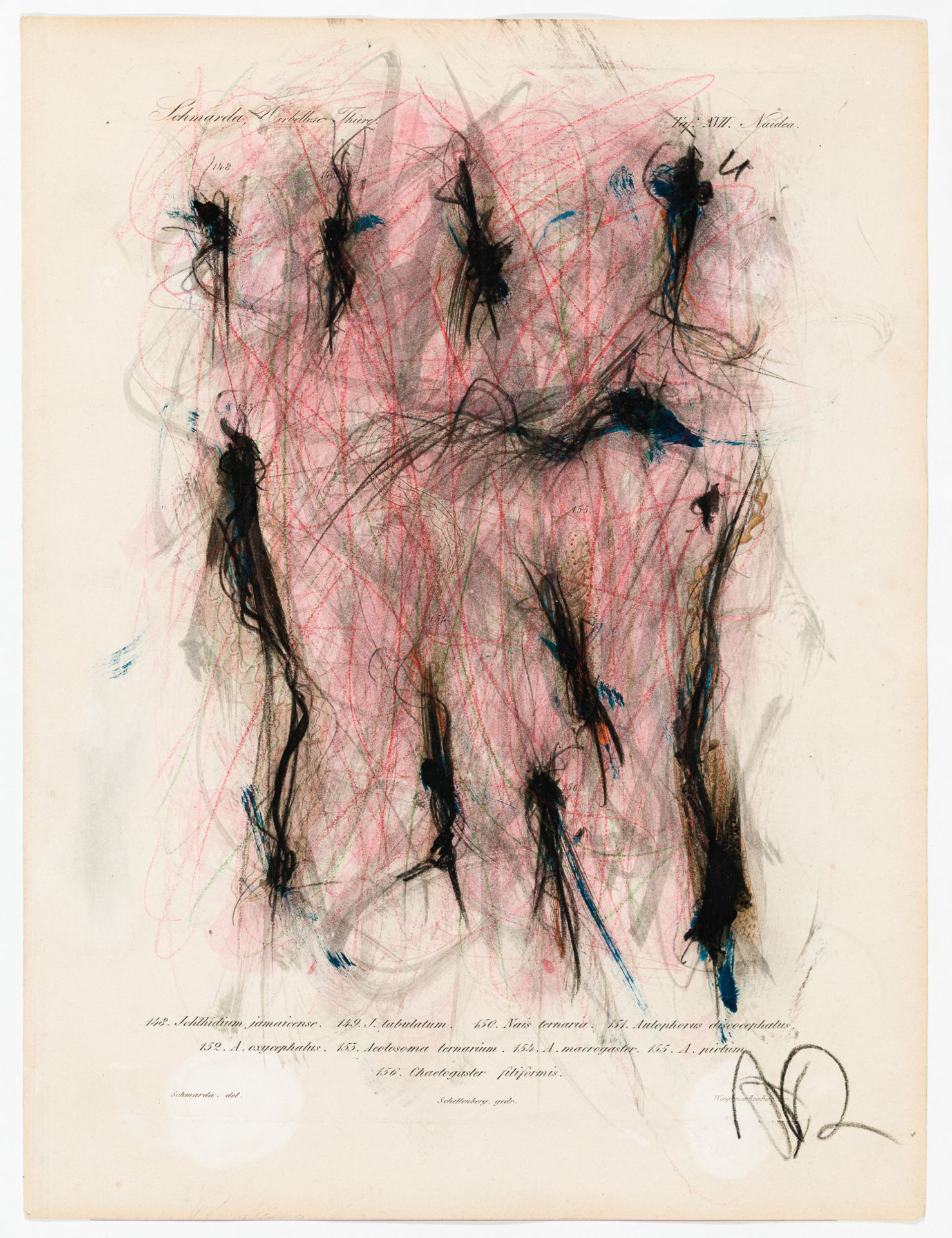 Arnulf Rainer, Ohne Titel (Schmarda, Wirbellose Tiere-Übermalung)