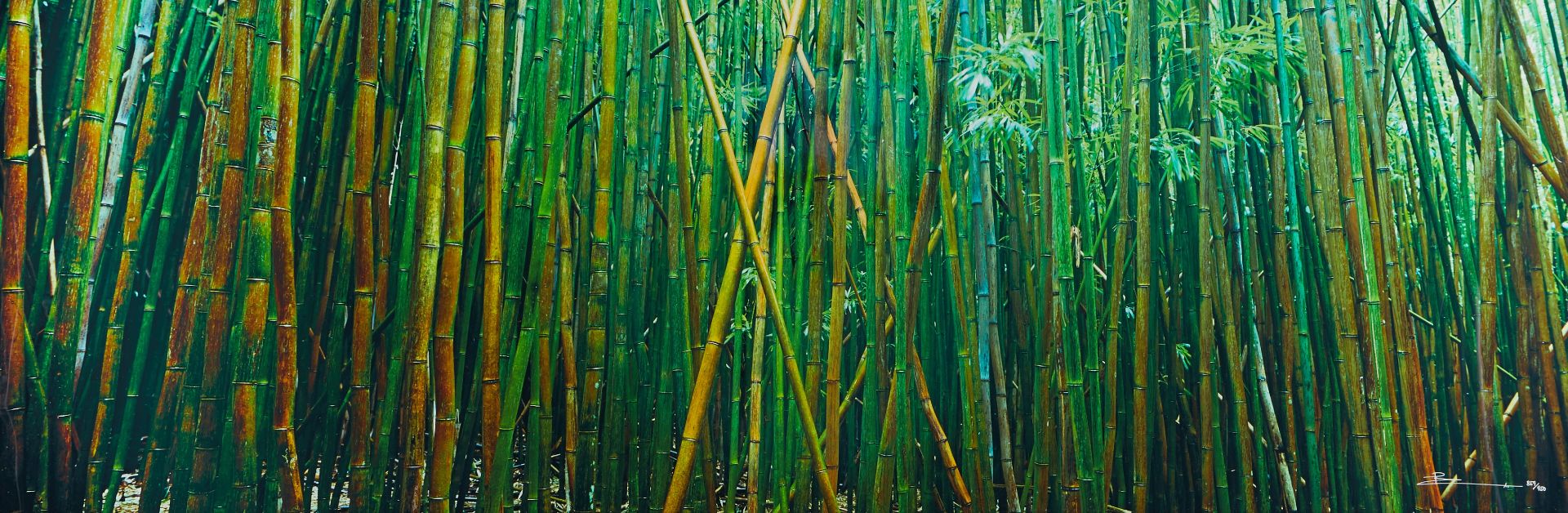 Peter Lik "Bamboo" Limited Edition Photograph