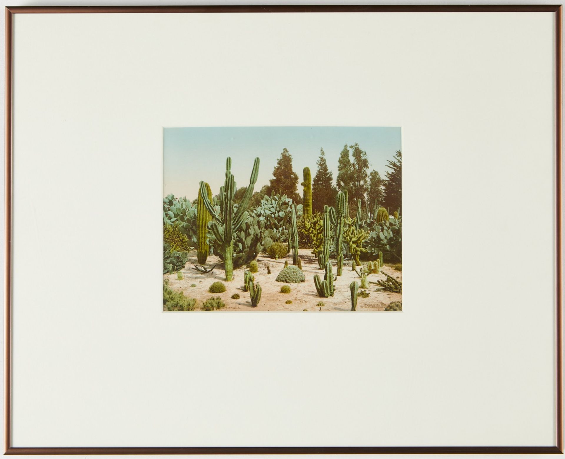 William H. Jackson/Detroit Photo Co. Cactus Garden - Bild 2 aus 4