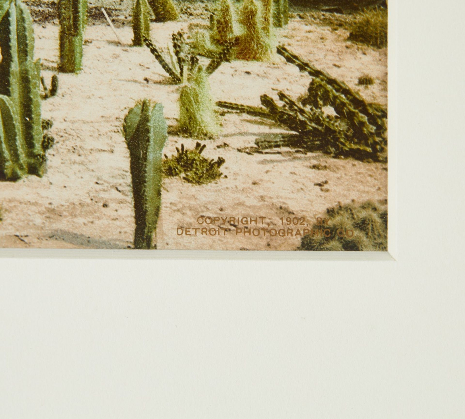 William H. Jackson/Detroit Photo Co. Cactus Garden - Bild 3 aus 4