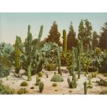 William H. Jackson/Detroit Photo Co. Cactus Garden