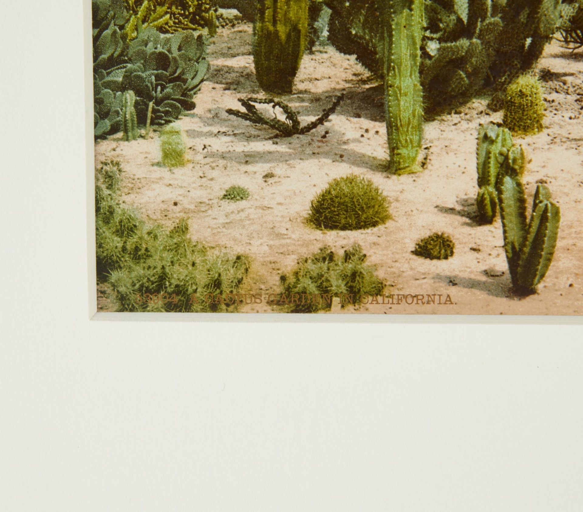 William H. Jackson/Detroit Photo Co. Cactus Garden - Bild 4 aus 4