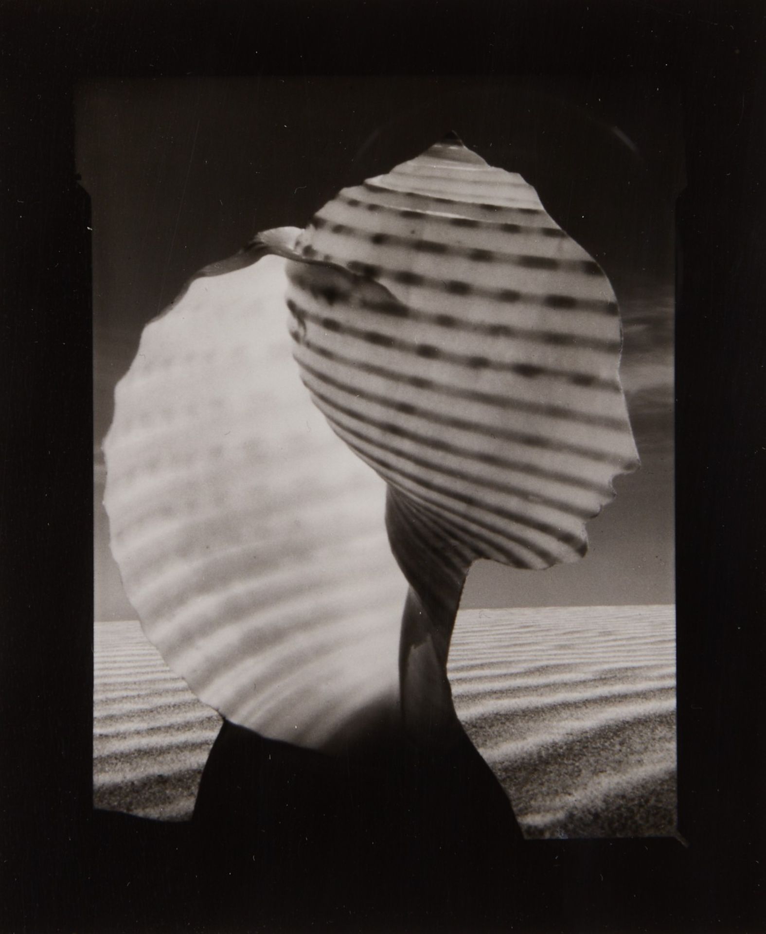 Ruth Thorne-Thomsen "Shell Head" Photo