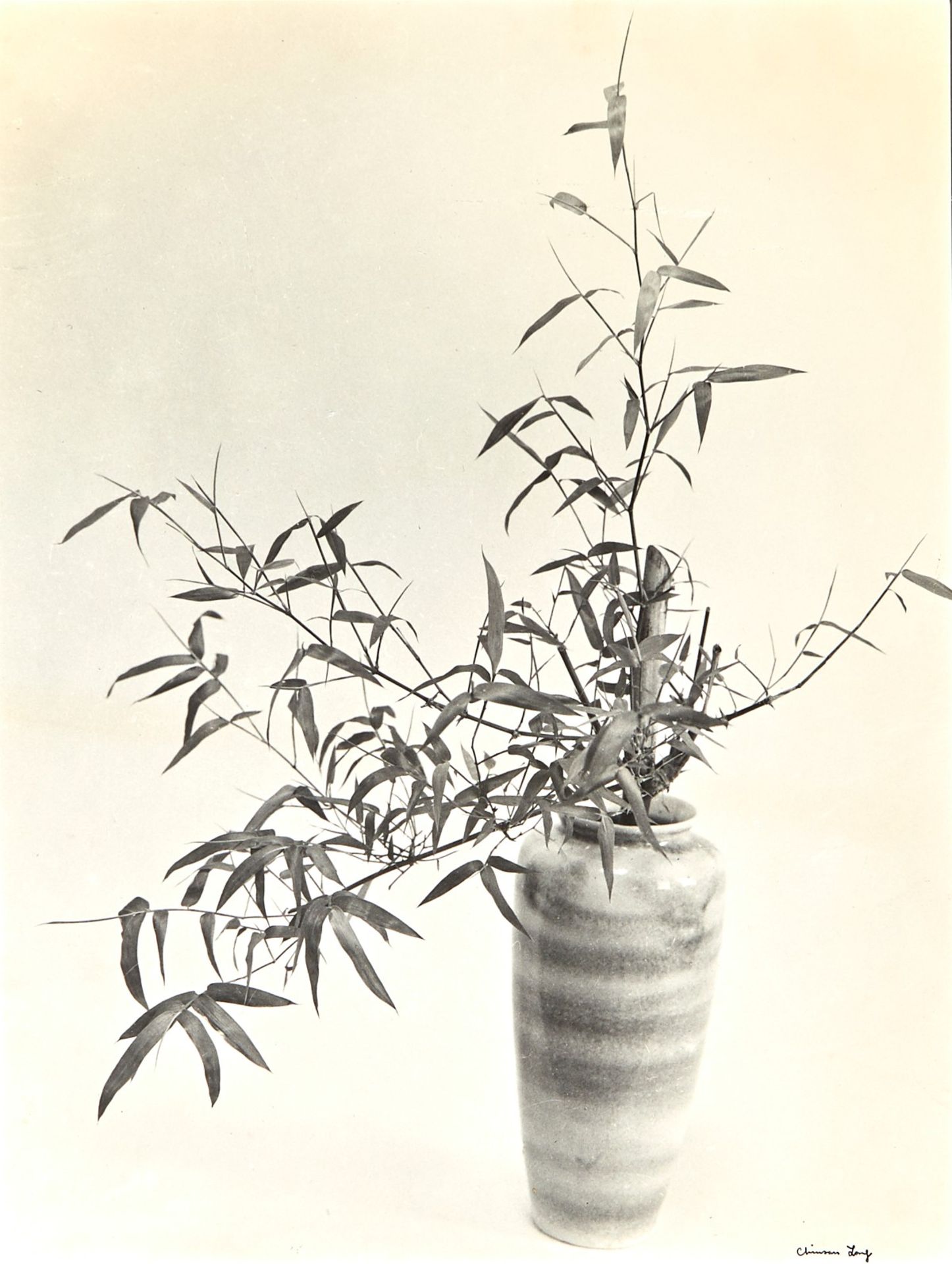 Chin San Long Photograph - Bamboo Still Life