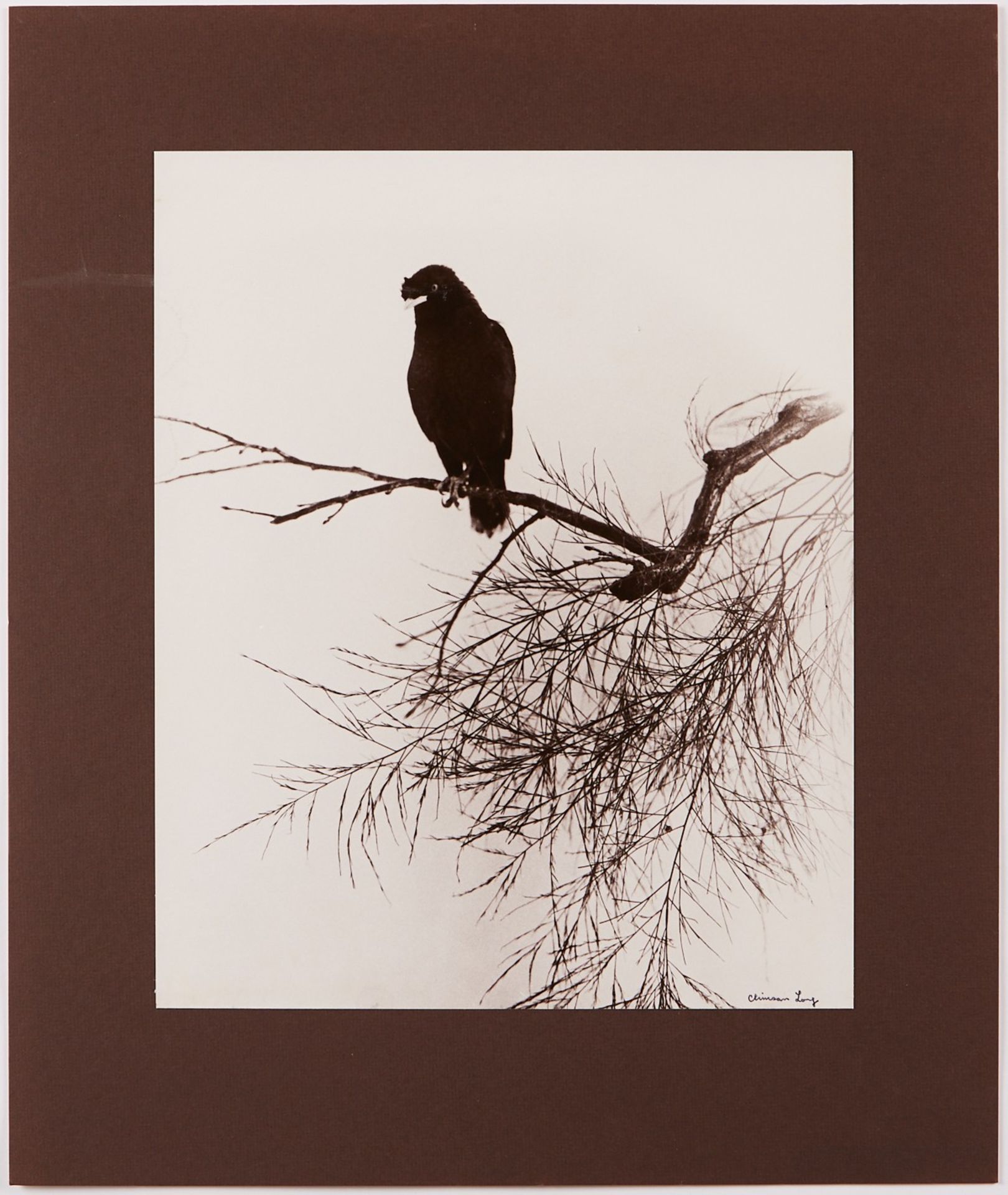 Chin San Long Photograph - Bird on Branch - Bild 2 aus 3