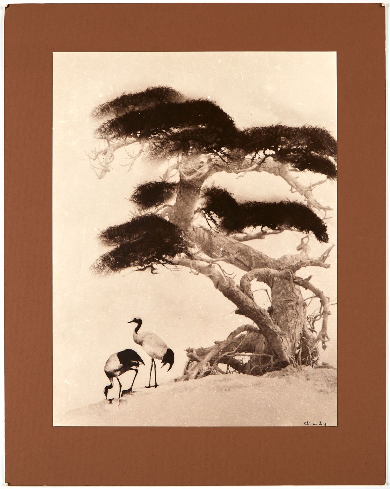 Chin San Long Photograph - Two Cranes Under a Tree - Bild 2 aus 3