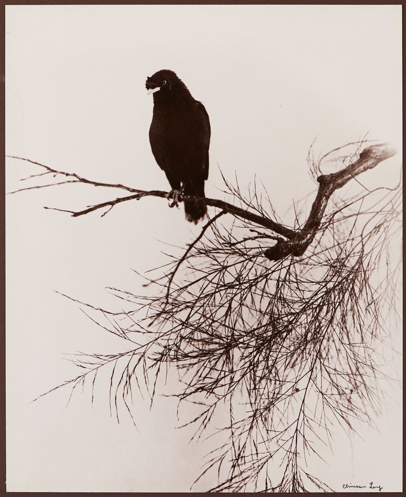 Chin San Long Photograph - Bird on Branch