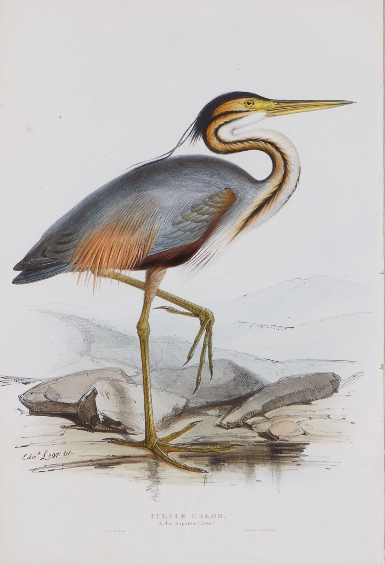 Grp: 2 John Gould Bird Prints from "Birds of Europe" - Bild 2 aus 15