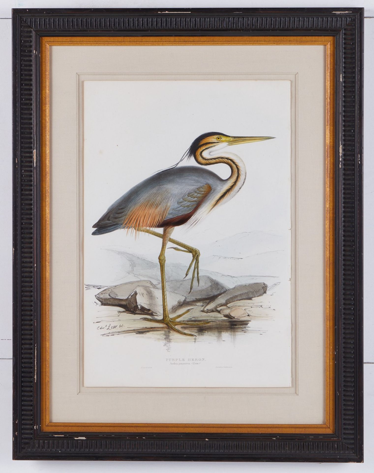 Grp: 2 John Gould Bird Prints from "Birds of Europe" - Bild 3 aus 15
