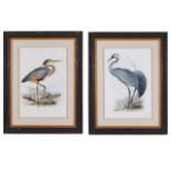 Grp: 2 John Gould Bird Prints from "Birds of Europe"