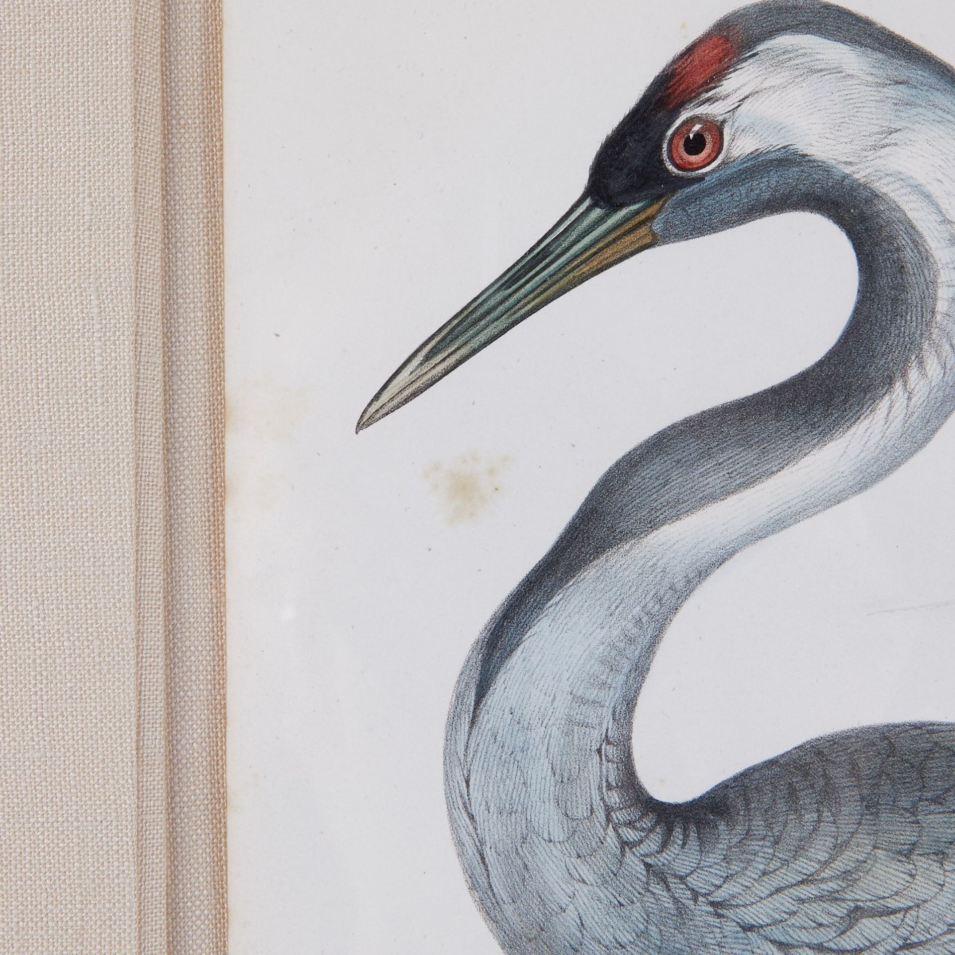 Grp: 2 John Gould Bird Prints from "Birds of Europe" - Bild 9 aus 15