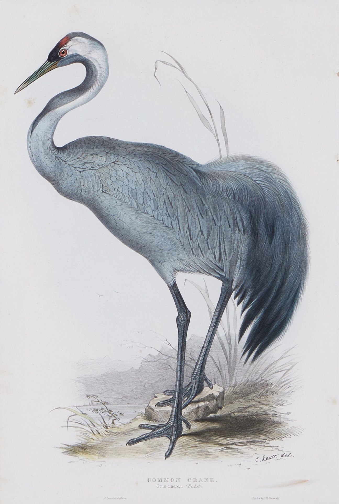 Grp: 2 John Gould Bird Prints from "Birds of Europe" - Bild 4 aus 15