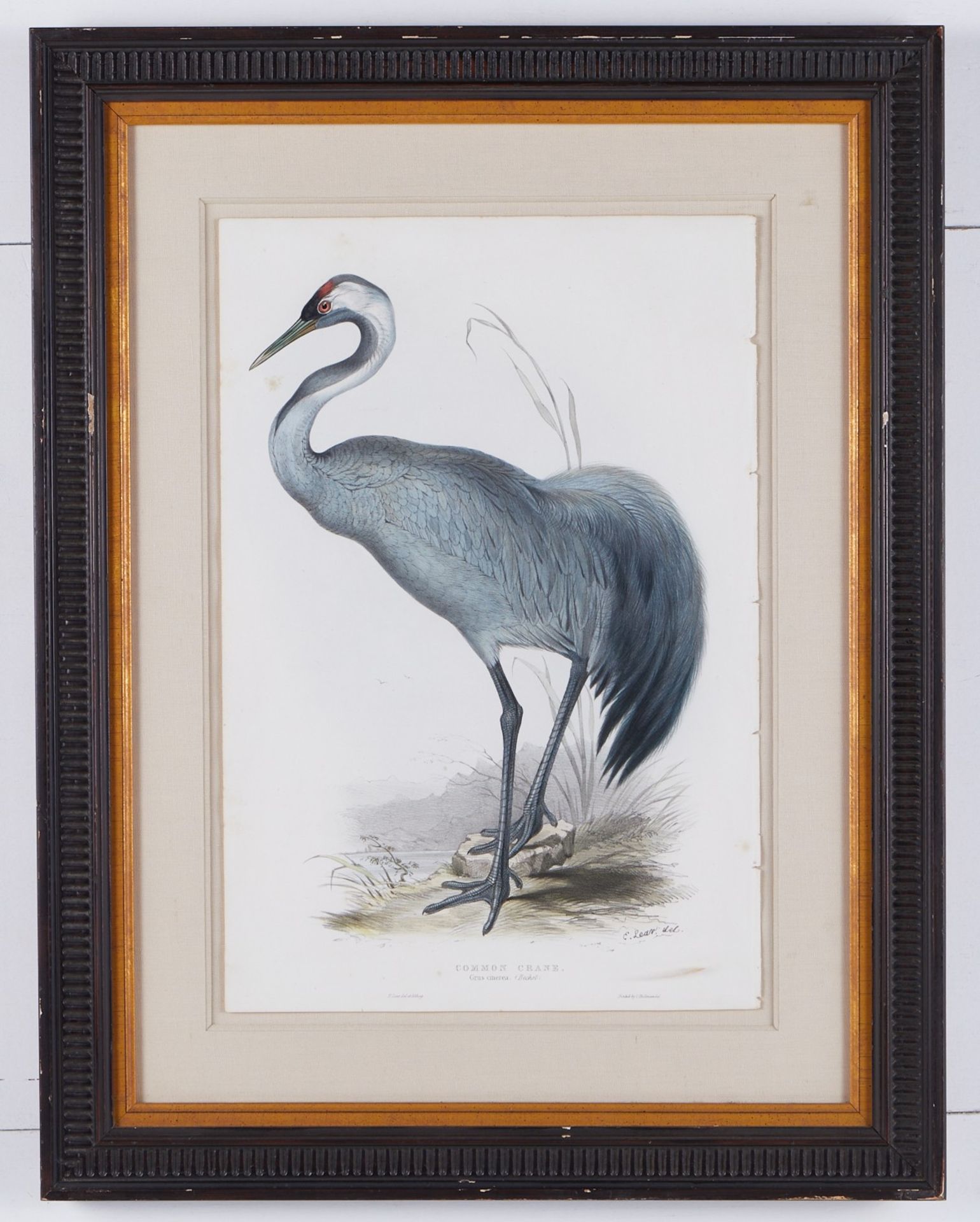 Grp: 2 John Gould Bird Prints from "Birds of Europe" - Bild 5 aus 15