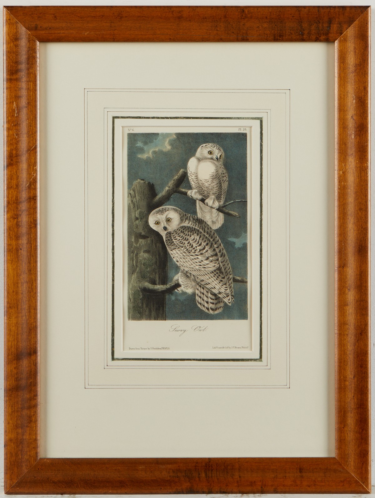 2 Audubon Owl Prints J.T. Bowen - Image 8 of 10
