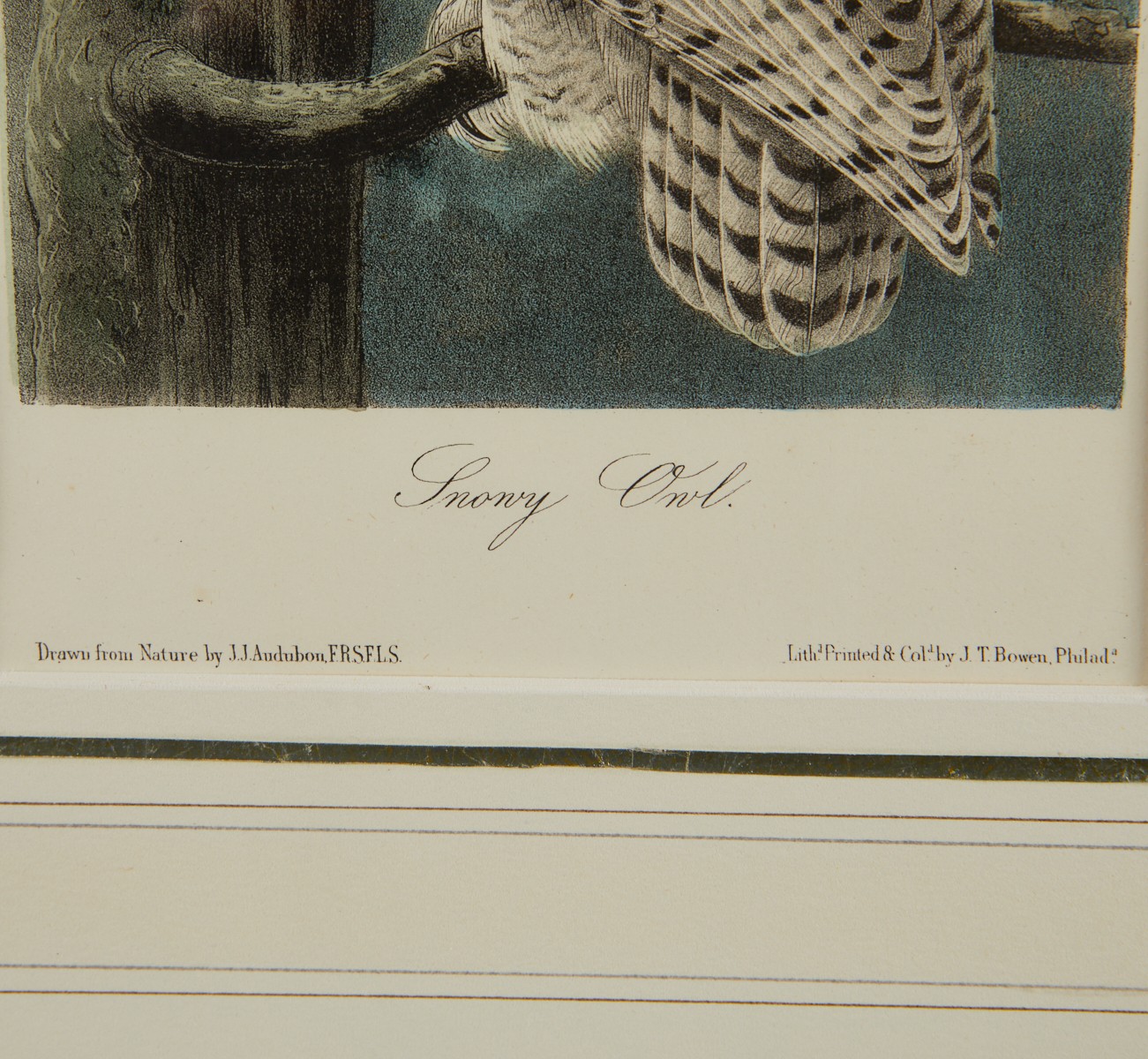 2 Audubon Owl Prints J.T. Bowen - Image 9 of 10